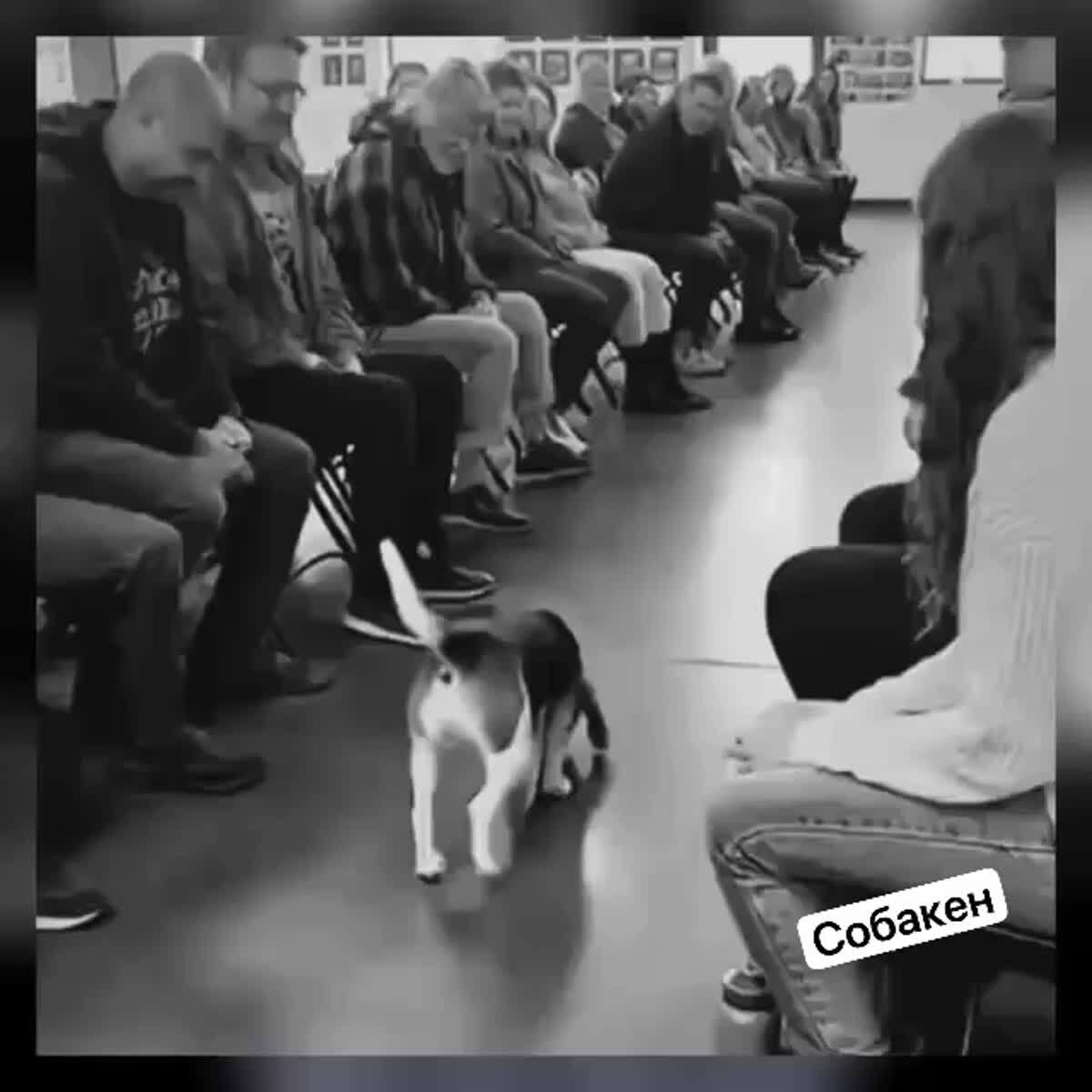 Когда собакам из приюта разрешают самим выбирать себе новых спутников.
