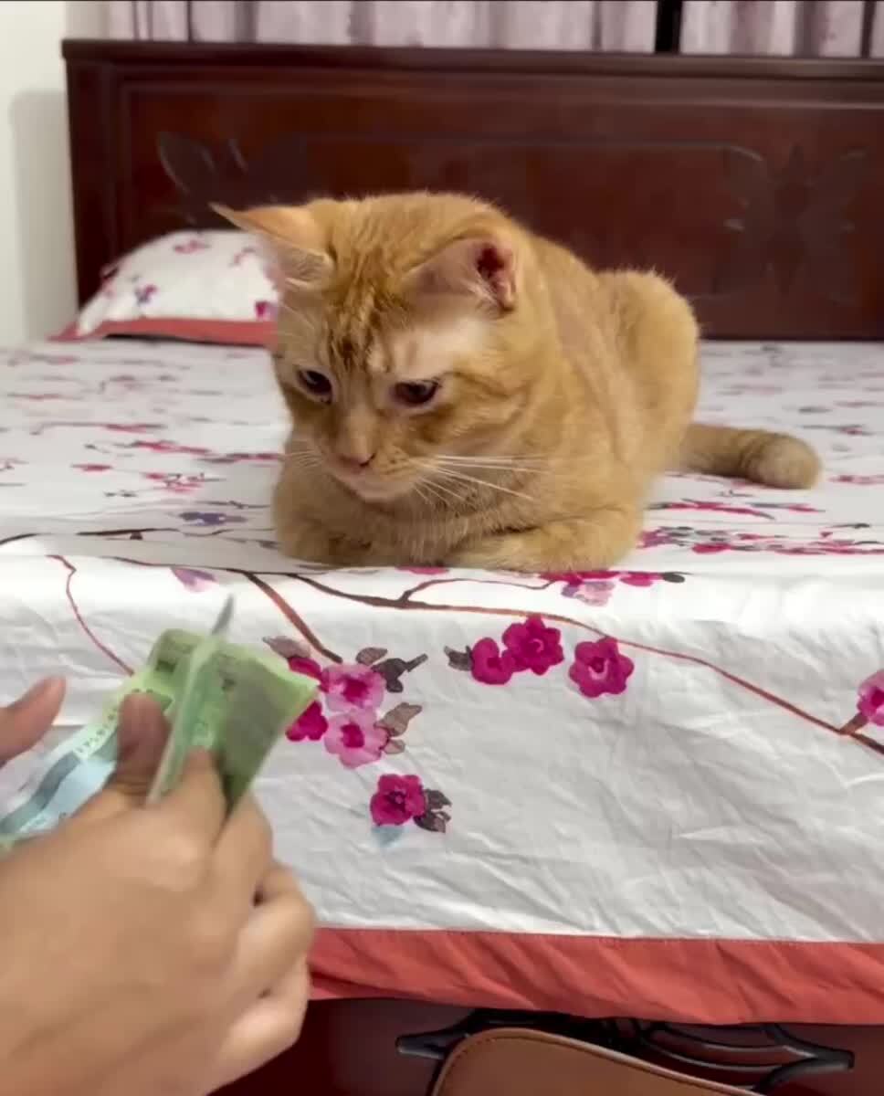 Када мне уже заплатят!?😾♥️ шерстяные проказники