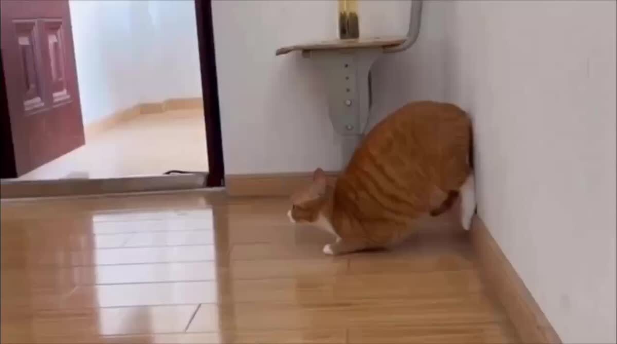 На старт, внимание, кушоц!😺♥️ шерстяные проказники