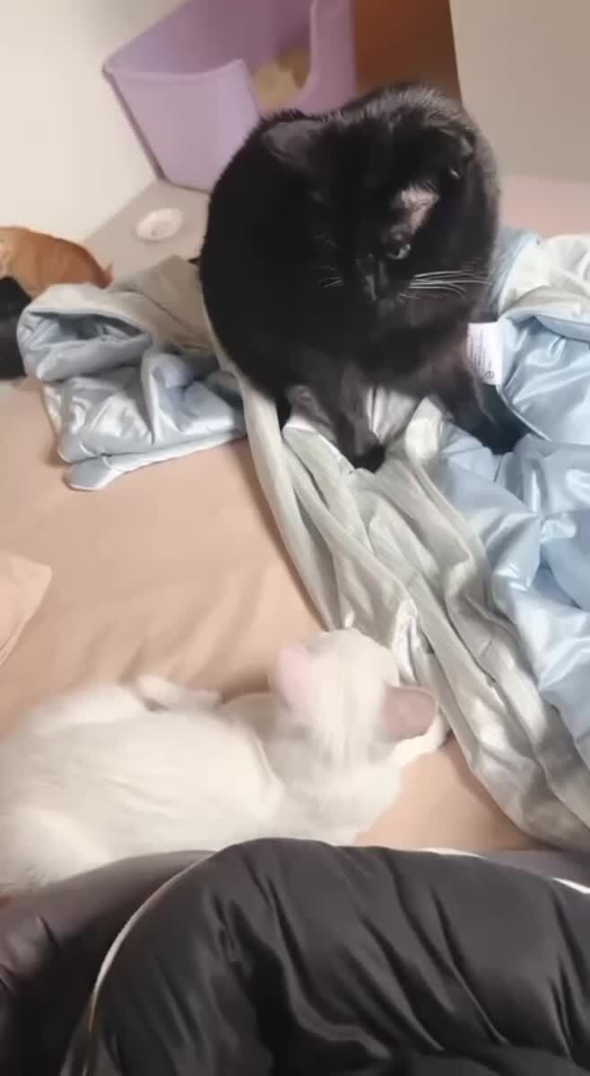 Когда ты по жизни немножко поехавшая, но он уже, в принципе, смирился🤪♥️ шерстяные проказники