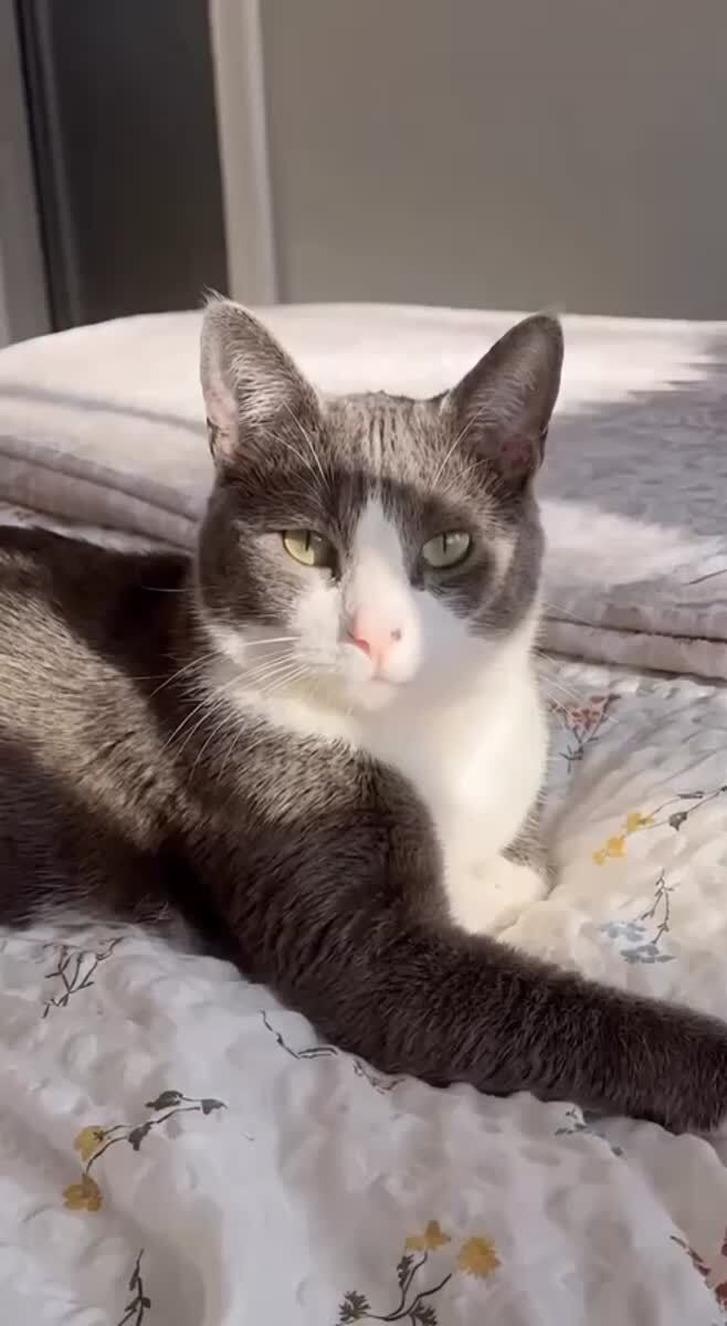 Не двигайтесь, вас сейчас внимательно осмотрят👀♥️ шерстяные проказники