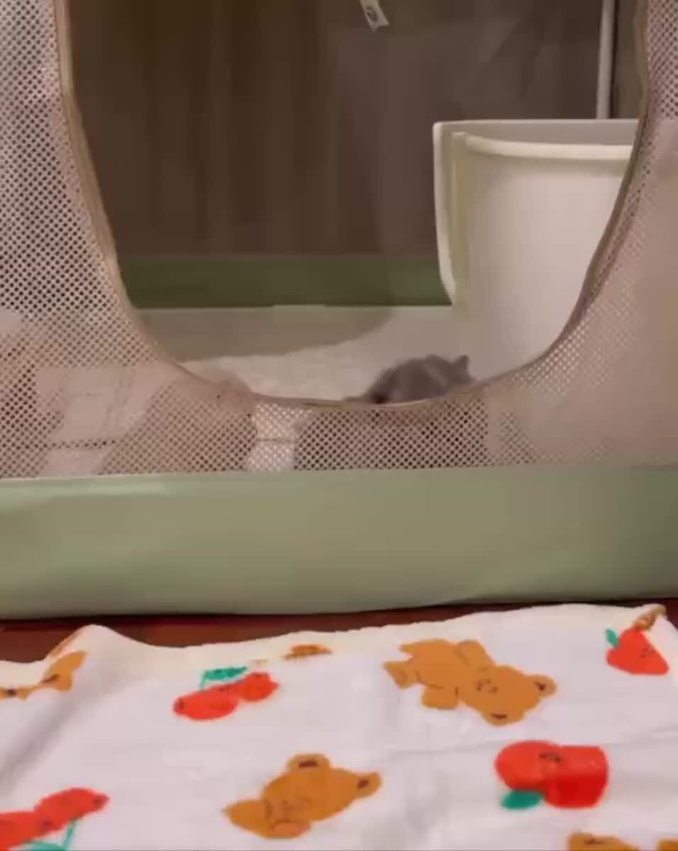 Неудавшийся перажковый побег😅♥️ шерстяные проказники