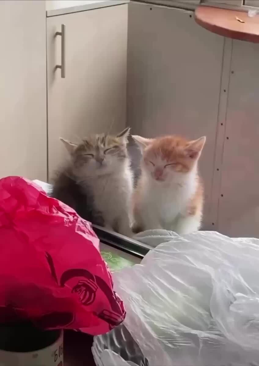 Не проснутые и не выспатые🥱♥️ шерстяные проказники