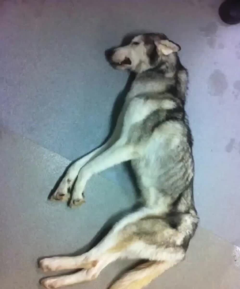 Приют "Гвардия" +Владикавказ просят помочь собаке, со сломанной лапой, и травмой головы.Все подробности на канале Приюта, но если коротко тово Владикавказе такое не лечат! Да и денег не соберут никогда..А нас много, да и мы мыслим иначе, так ведь?Собака п