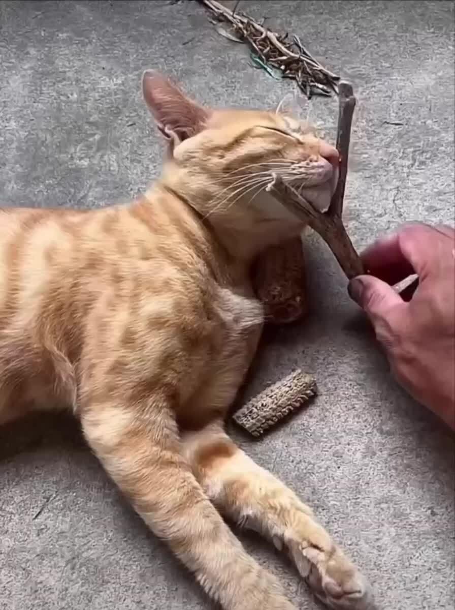 Мои планы на выходные🤭♥️ шерстяные проказники