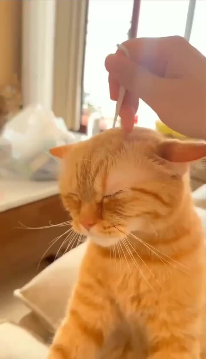 Так выглядит настоящий индийский кот😅♥️ шерстяные проказники