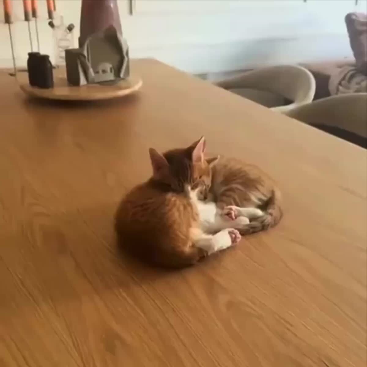 Мы?🥰♥️ шерстяные проказники