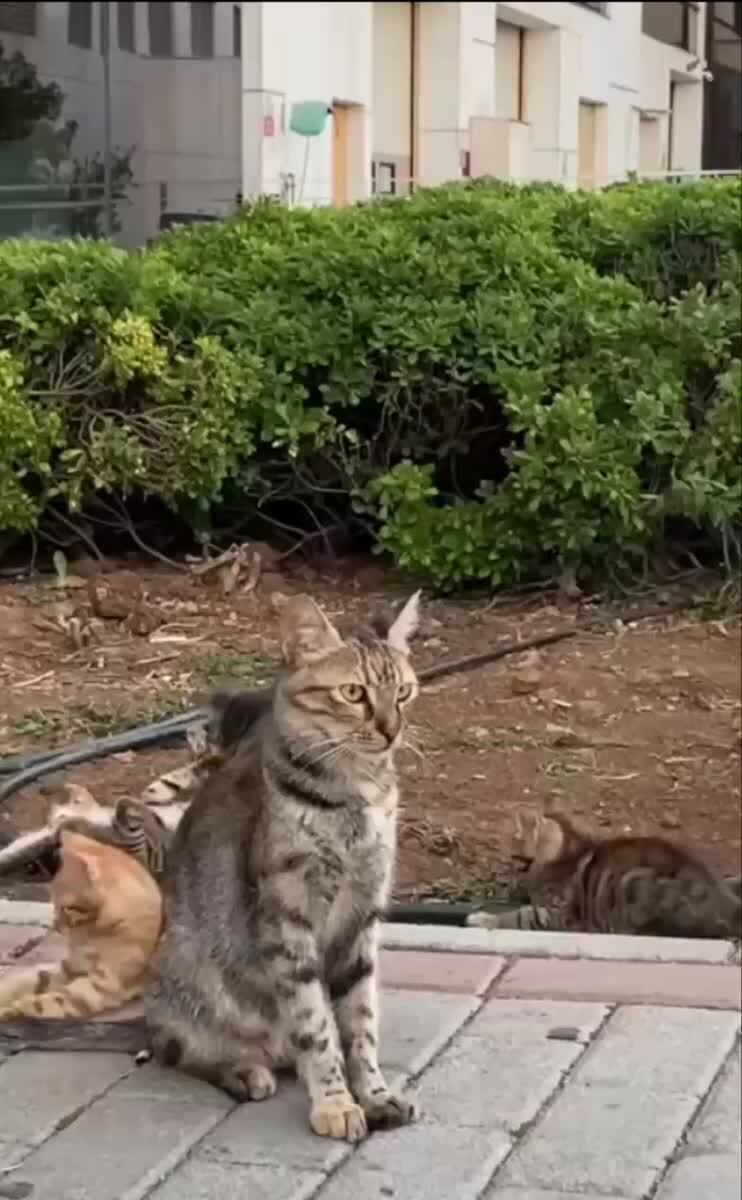 Невыносимая радость материнства😅♥️ шерстяные проказники