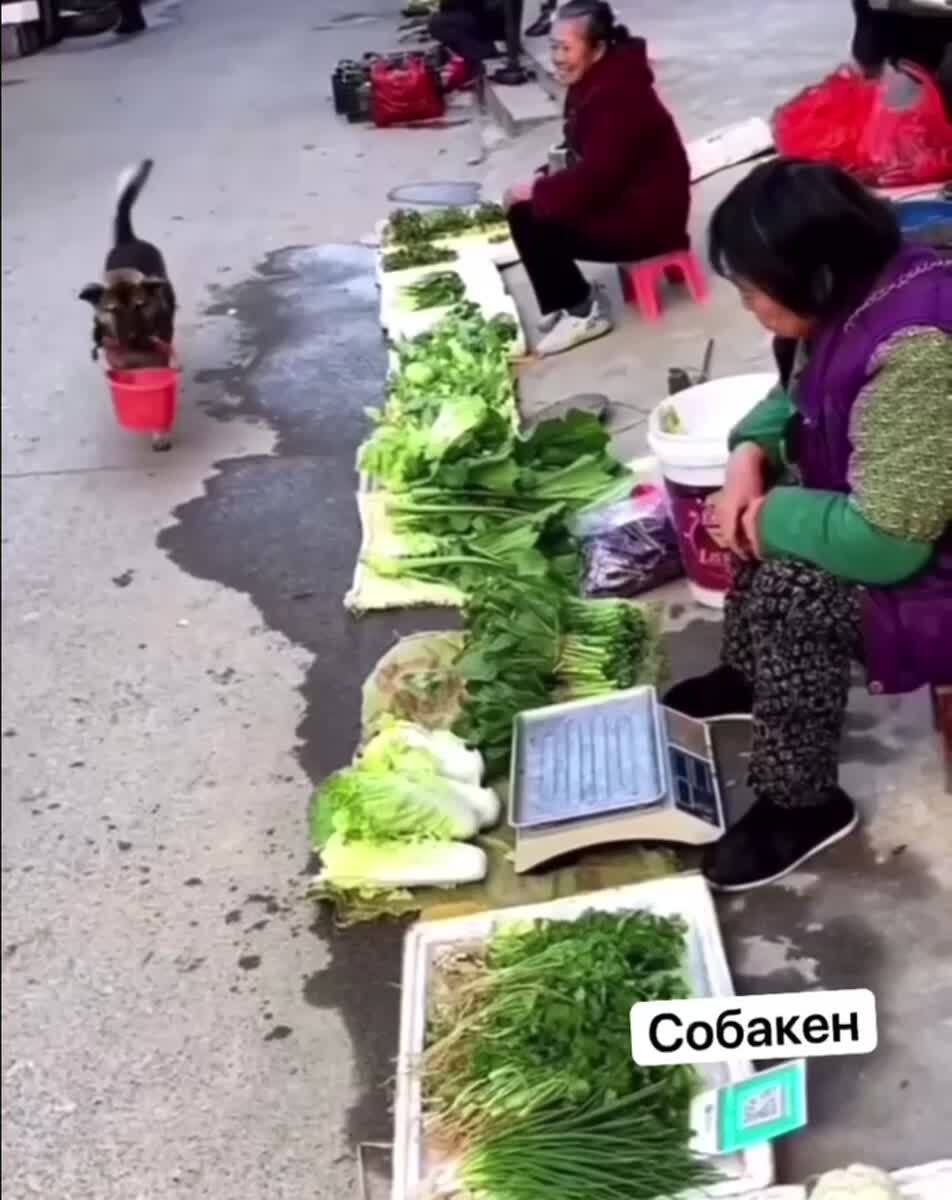 Была бы у меня такая собака, я бы не женился