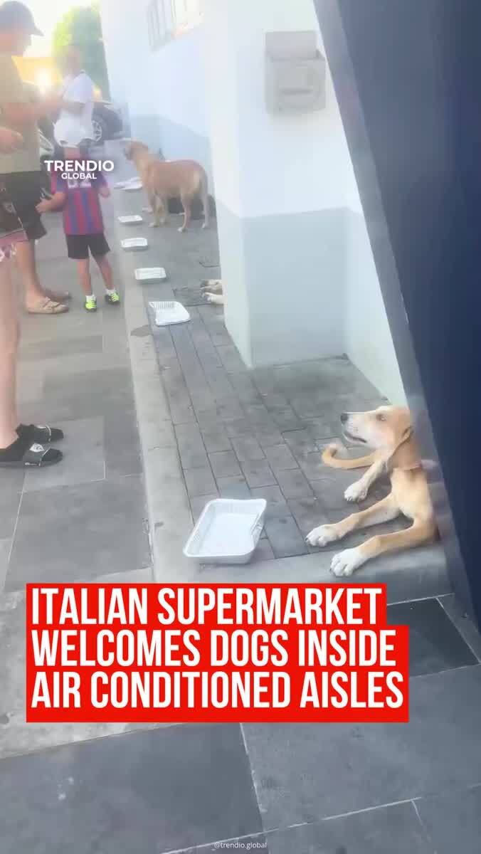 🐶 Жара за 40°C: итальянские супермаркеты пускают собак в зал, чтобы спасти им жизньЮжную Европу накрыла аномальная жара. Столбики термометров поднимаются выше 40°C, асфальт раскаляется до 50–60°C — оставить собаку на улице даже на пять минут смертельно оп