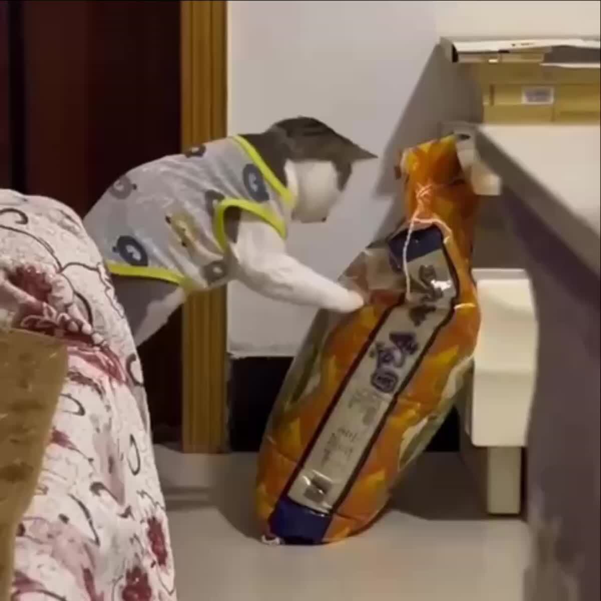 Бой с кормом🤺♥️ шерстяные проказники