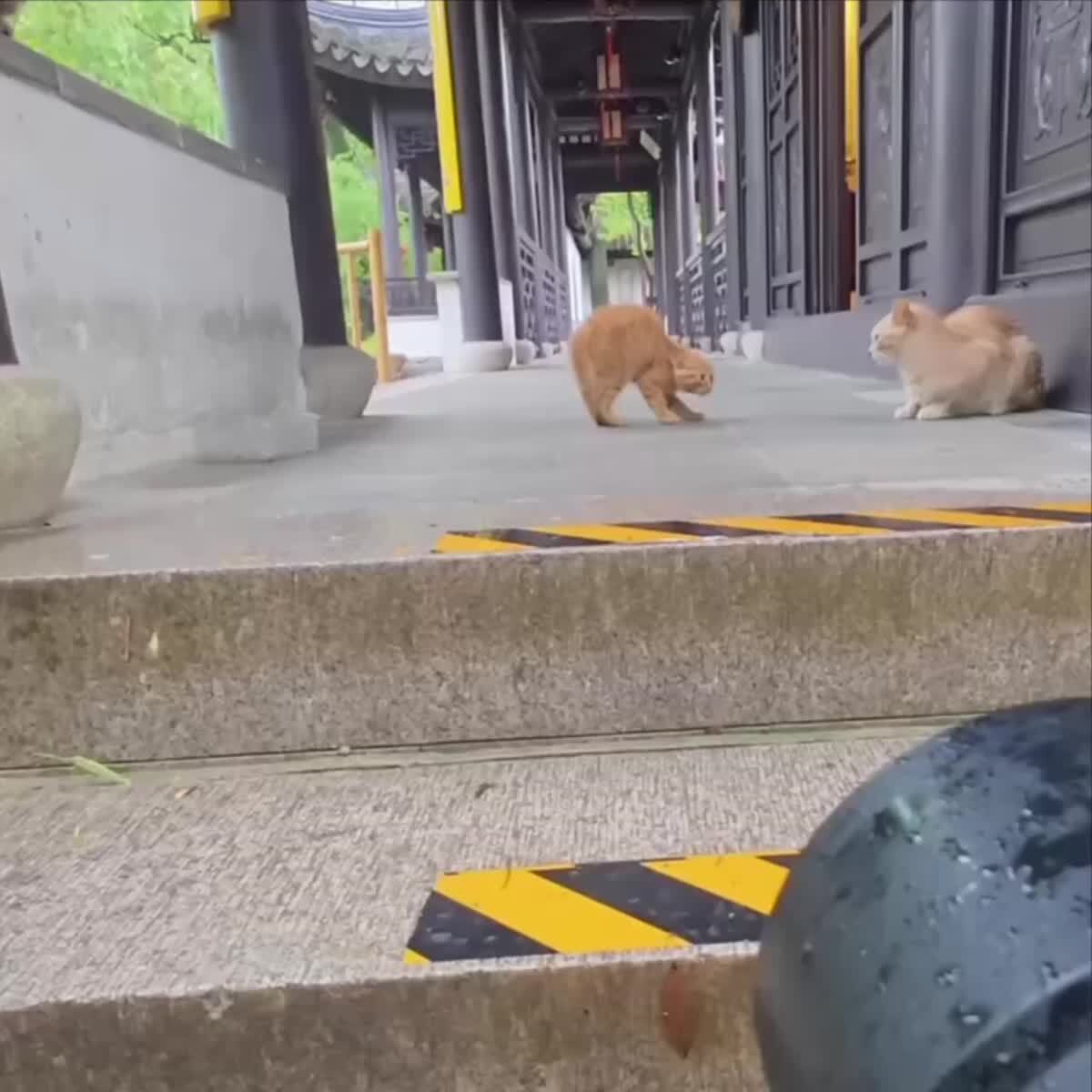 Лучшая работа в мире🥰♥️ шерстяные проказники