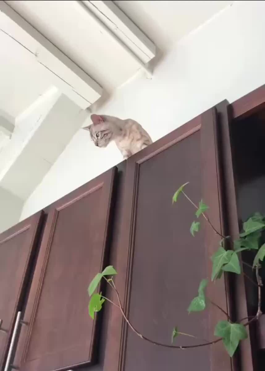 Хмм оченб интересна🤔♥️ шерстяные проказники