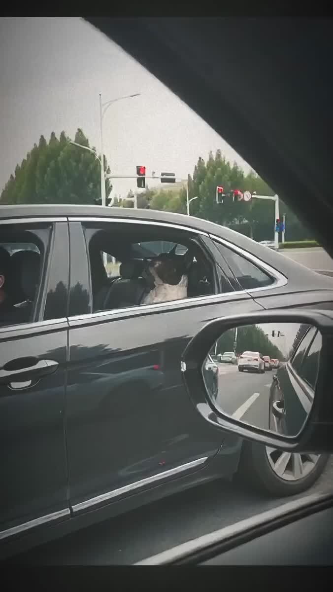 Величие в собачьем обличье