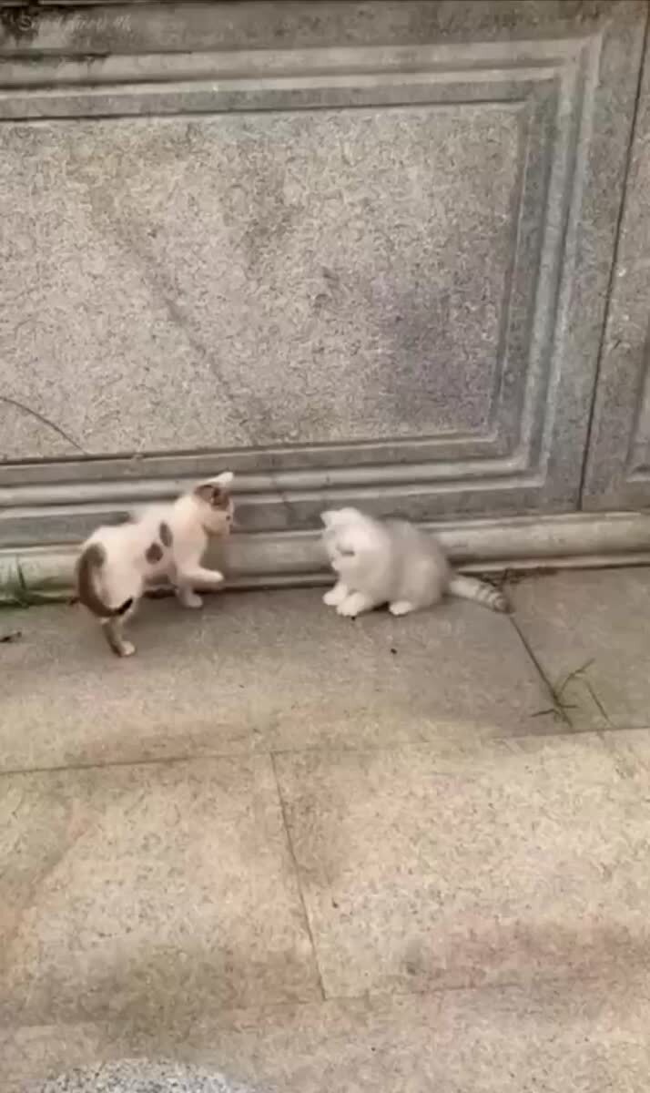 Такой ожесточённой схватки двух хищников вы ещё не видели😅♥️ шерстяные проказники