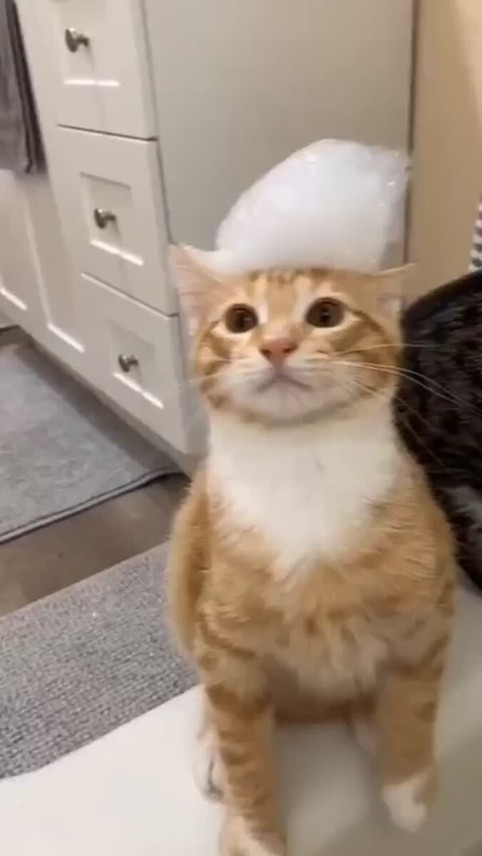 Как сломать кота🤪♥️ шерстяные проказники