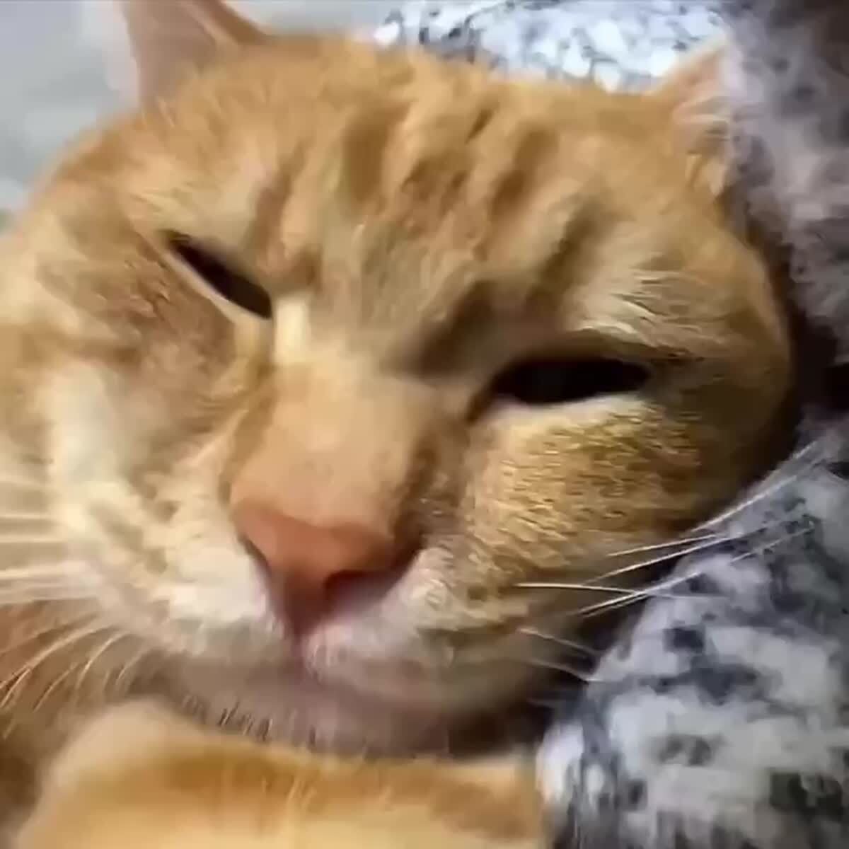 Рановато ещё вставать😴♥️ шерстяные проказники