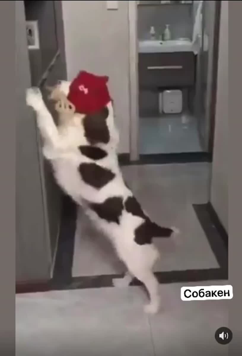 Самостоятельный