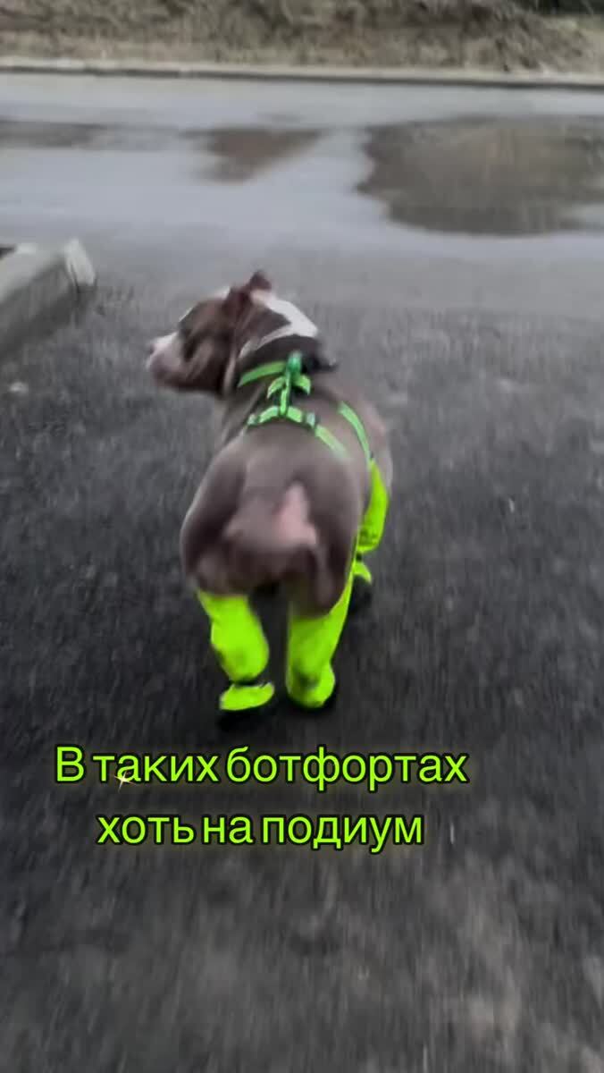 Стиляга