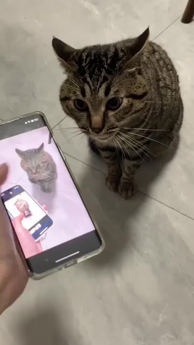 Котика злит видео, где он злится на видео с самим собой😂♥️ шерстяные проказники