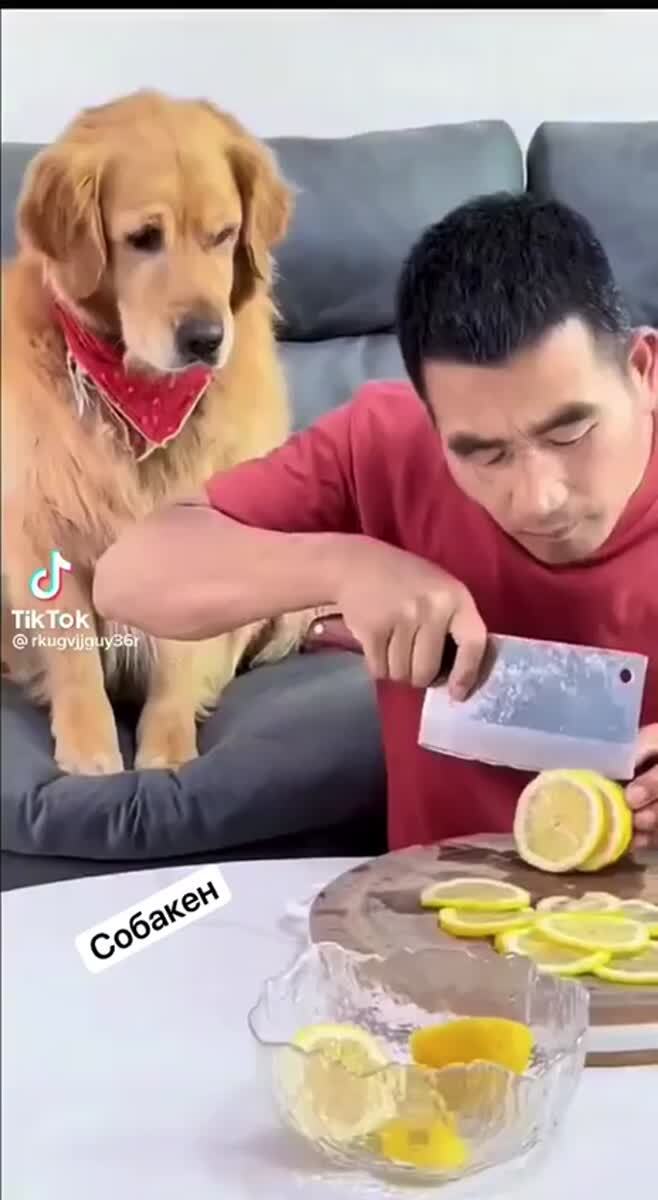 Ты чего двуногий