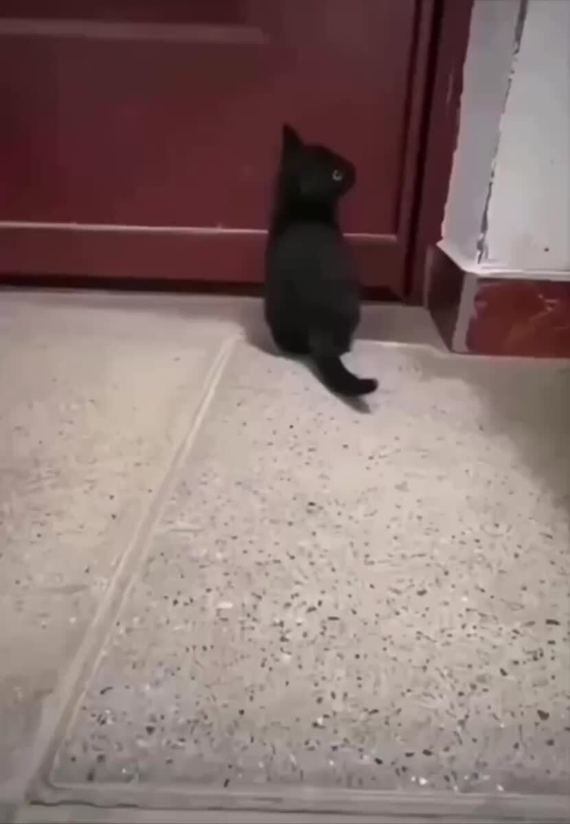 У этого малыша удивительно идеальное произношение🤭♥️ шерстяные проказники