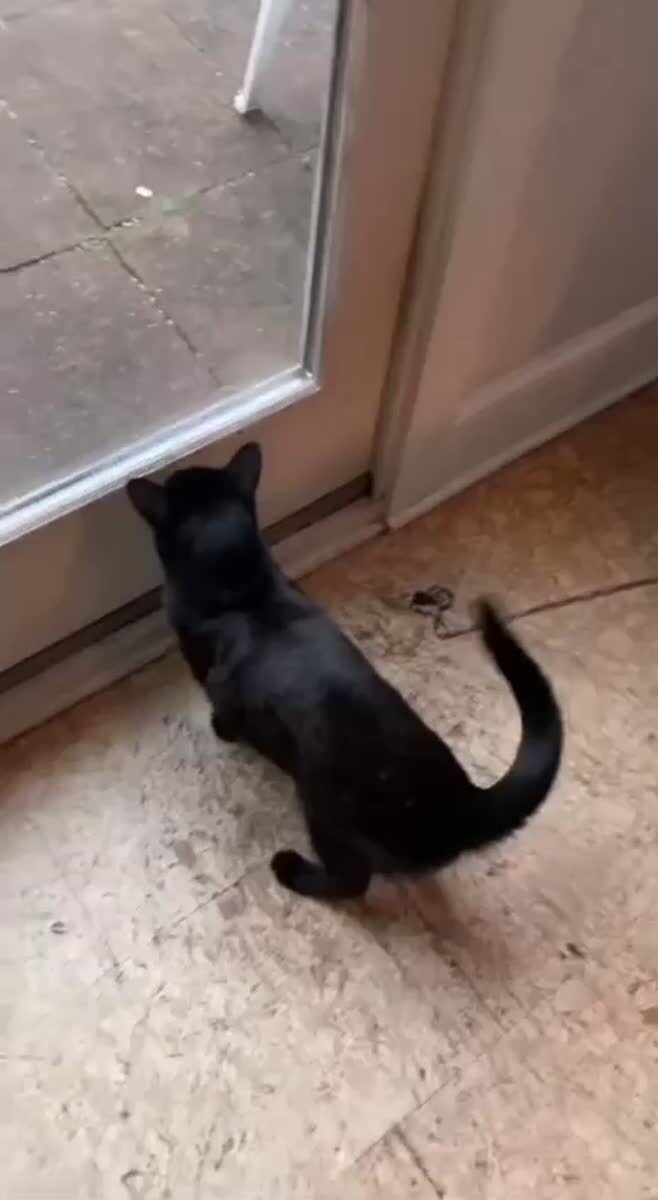 Страшнее кошки зверя нет😈♥️ шерстяные проказники