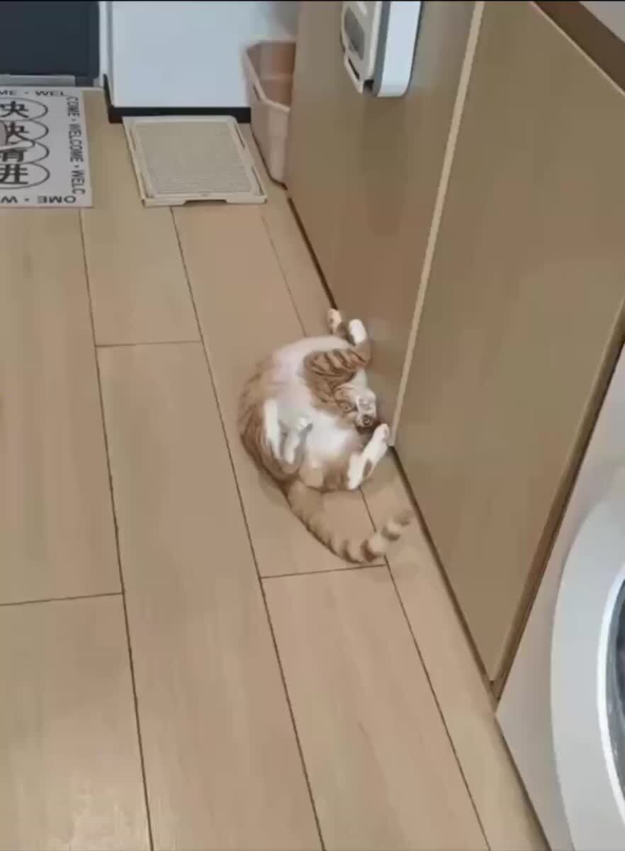 Вот так вот 5 раз в день делай и спина болеть не будет😂♥️ шерстяные проказники