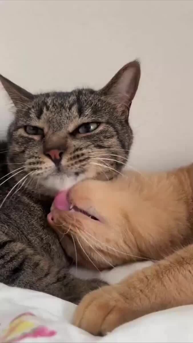 Ну мы?🥰♥️ шерстяные проказники