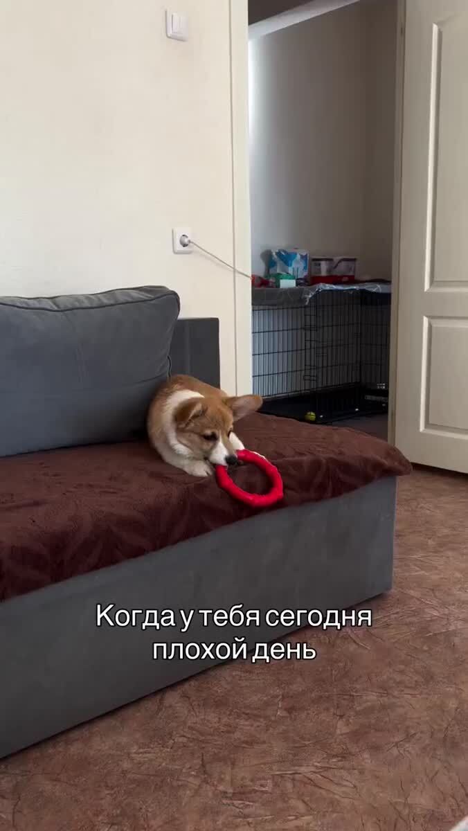 Если кажется, что день хуже некуда — просто вспомни этого корги