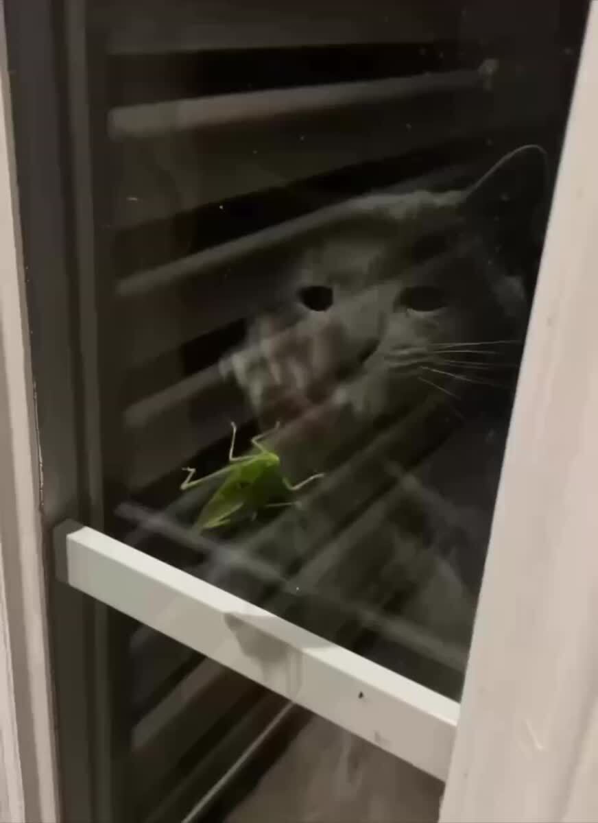 Тумпой кузнечек, я до тебя доберусь😡♥️ шерстяные проказники
