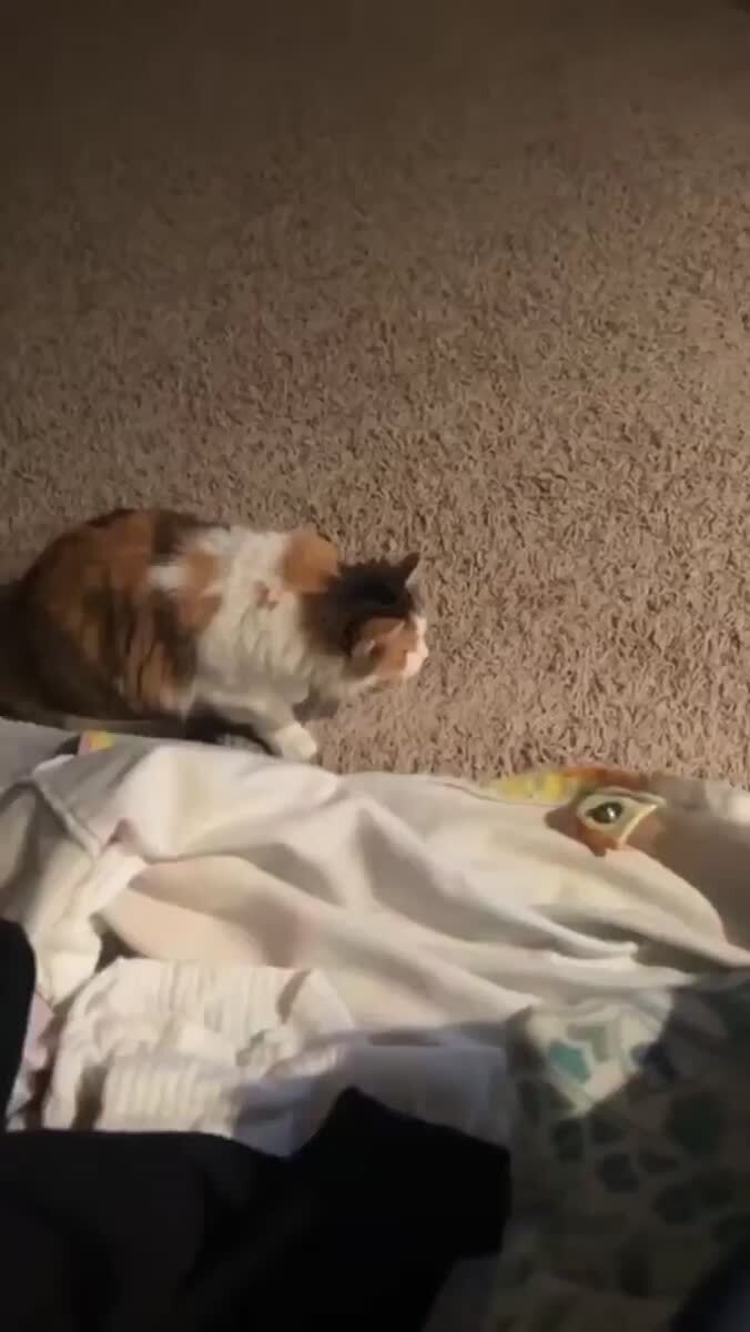 Собрание суетологов😂♥️ шерстяные проказники