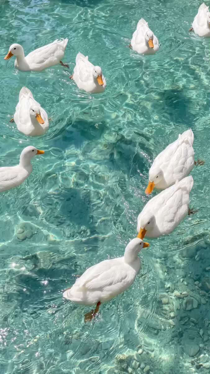 Где найти это место? 🪿🪿🪿
