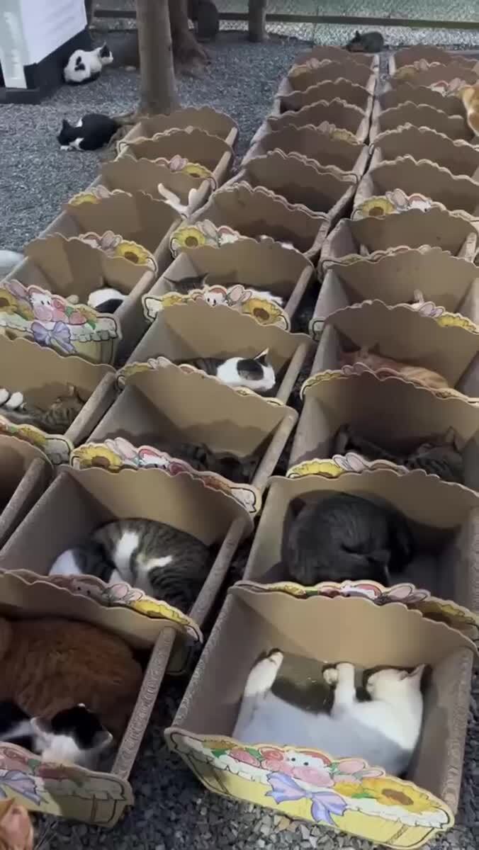 Ложимся спать😴♥️ шерстяные проказники