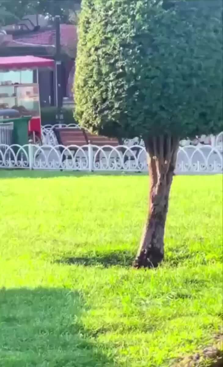 Какая-то странная белка👀♥️ шерстяные проказники