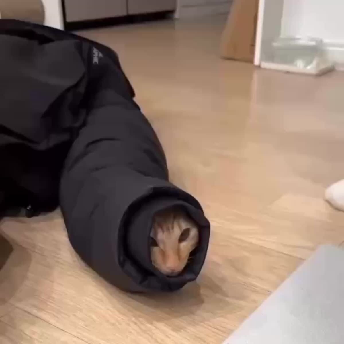 Шаи-Хулуд😂♥️ шерстяные проказники