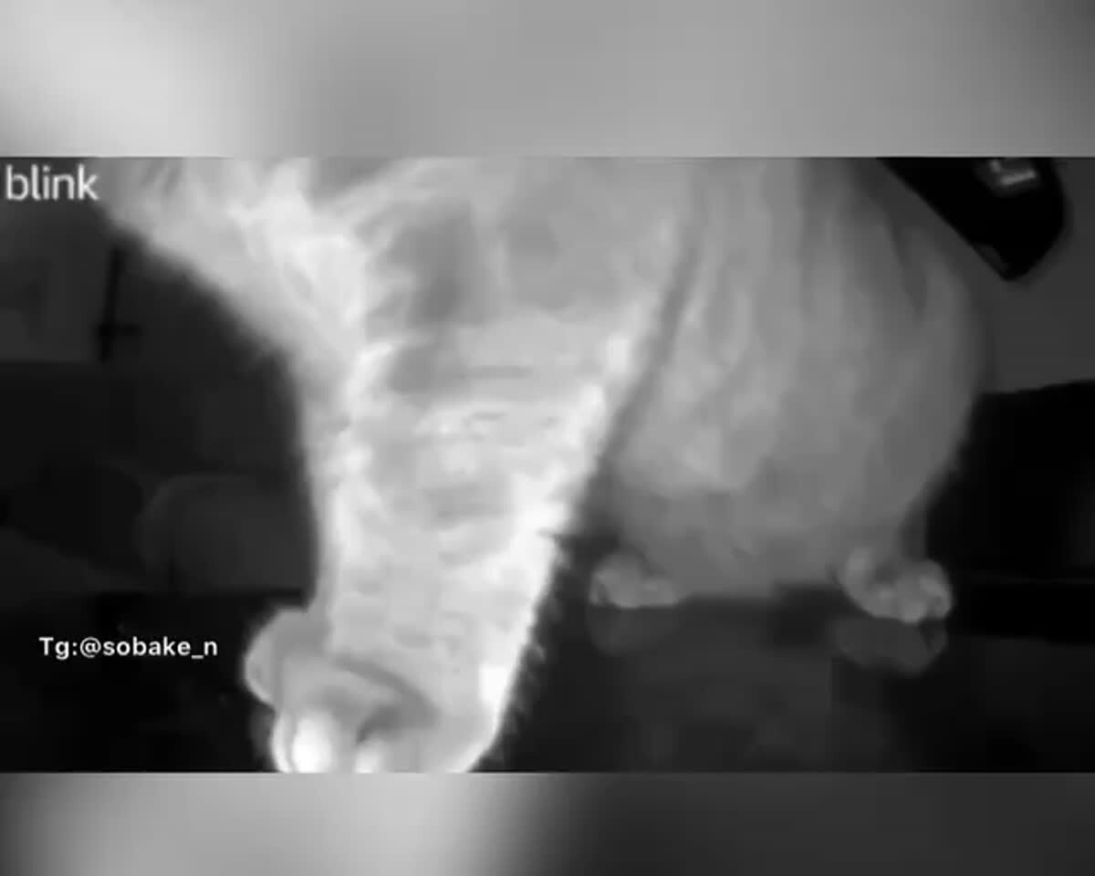 Ничего необычного, просто кошка подвинула камеру, чтобы показать хозяевам, что пульт жуёт собакен, а не онаШерстяной предатель