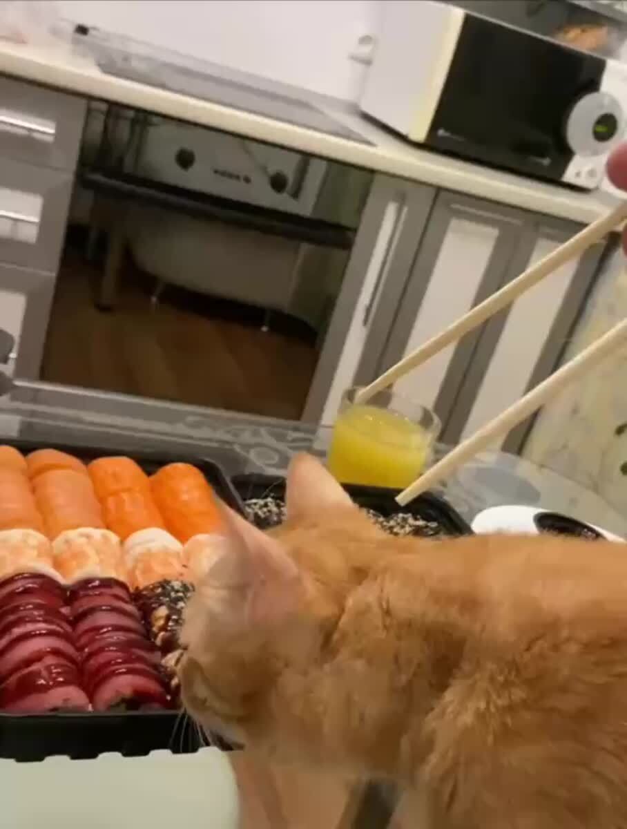 Оо мистарб суш, идите сюда🤤♥️ шерстяные проказники