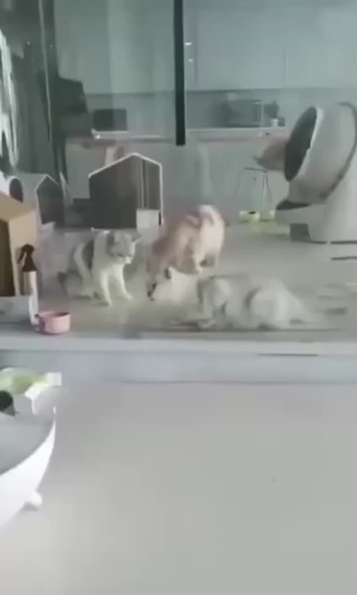 Просочился😱♥️ шерстяные проказники