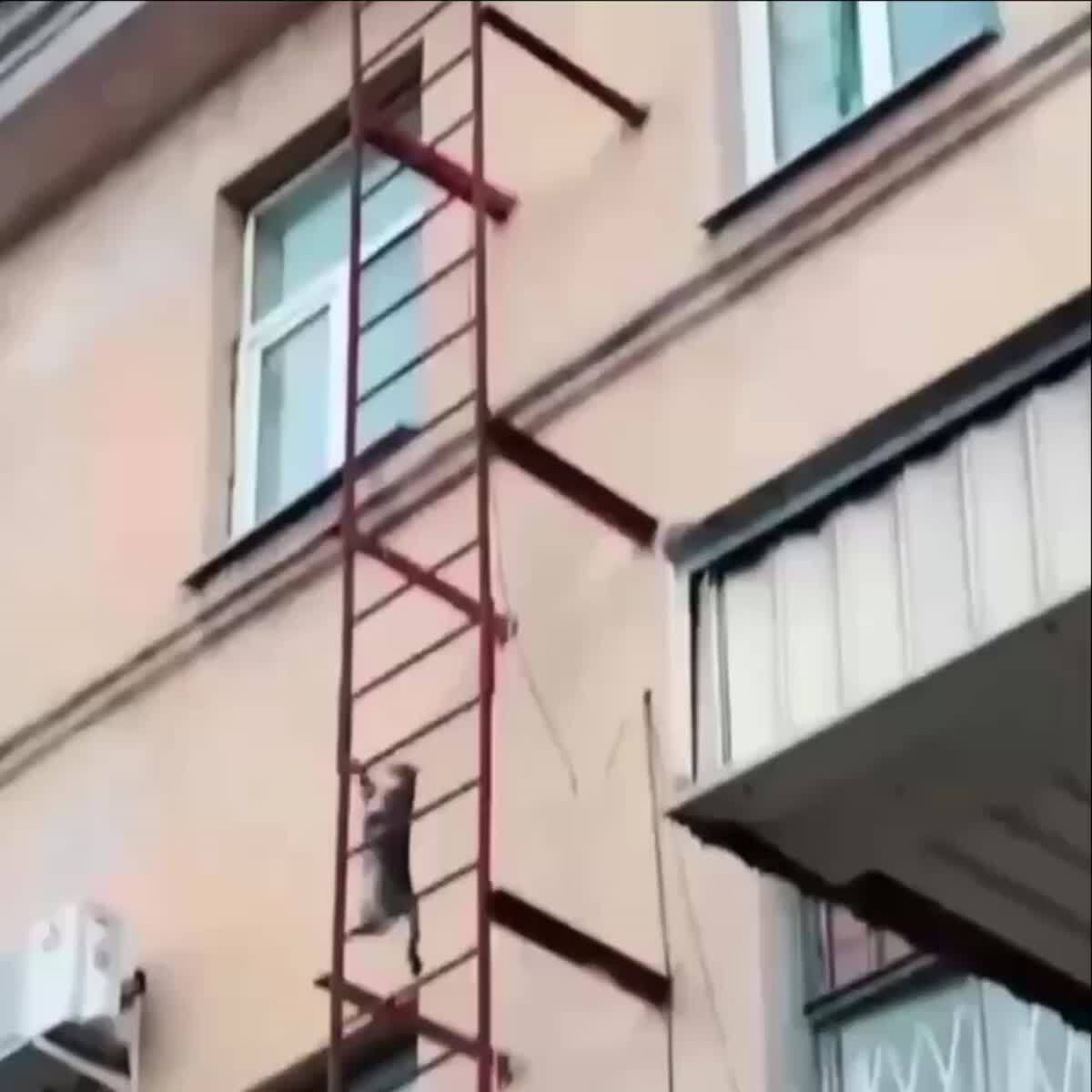 В Питере заметили котика-каскадёра, покажи всем😱♥️ шерстяные проказники