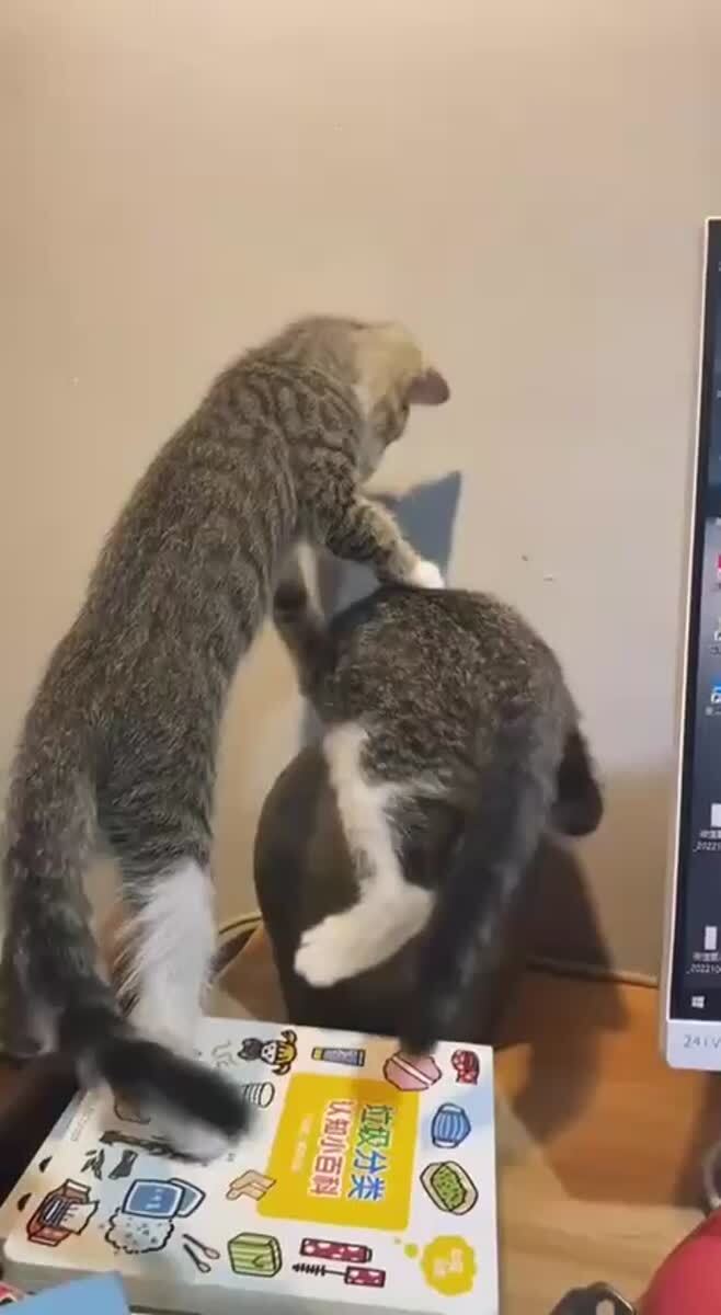 Коты — это жидкость