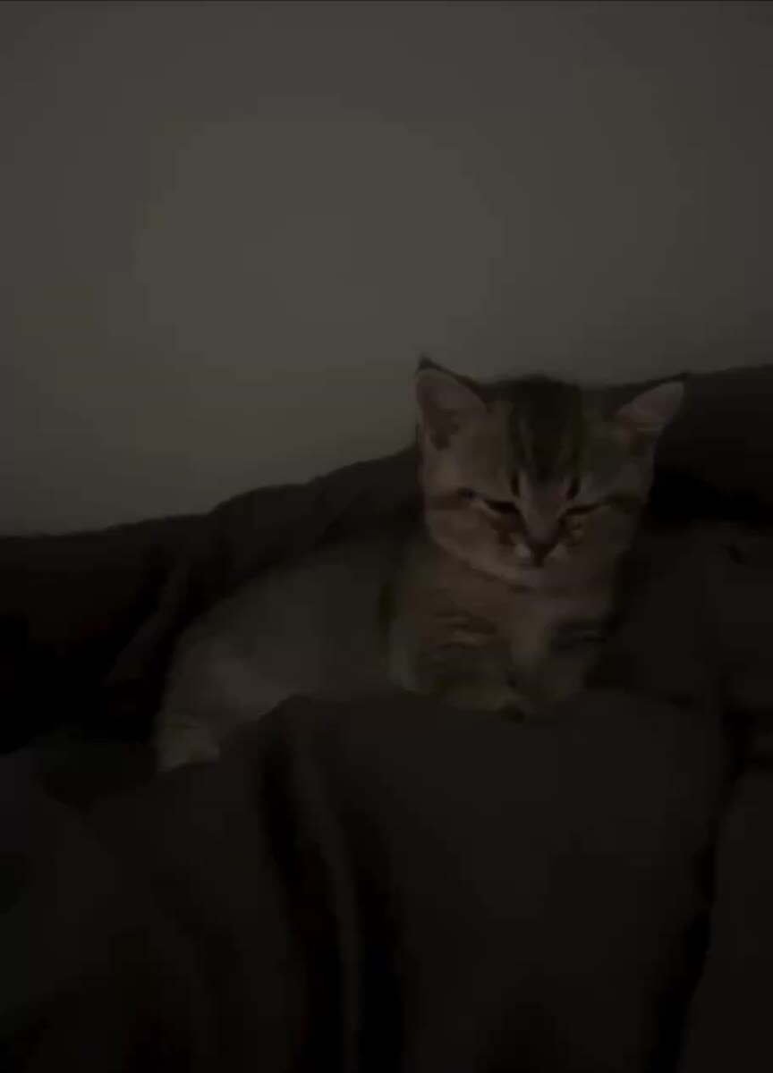 Проснутый, но какой ценой😪♥️ шерстяные проказники