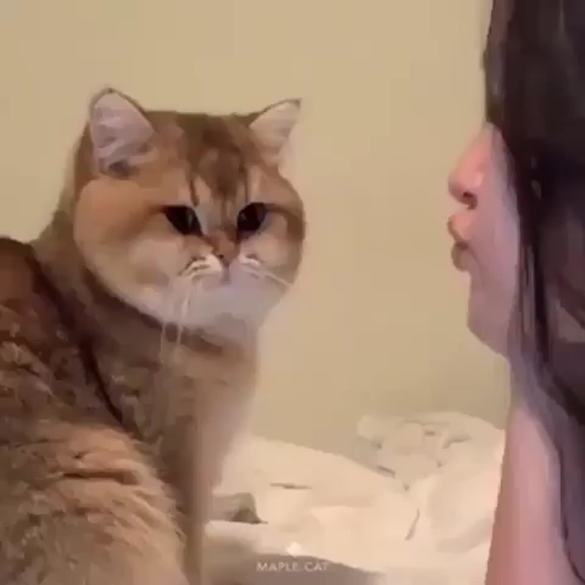 Котяка целовака