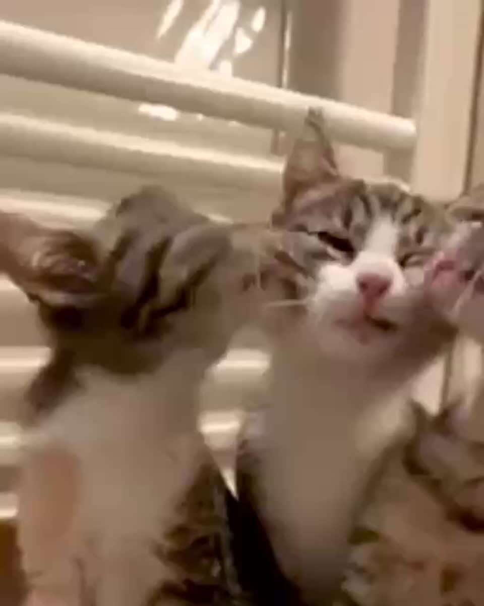 Чем занят Змей Горыныч пока никто не видит:♥️ шерстяные проказники