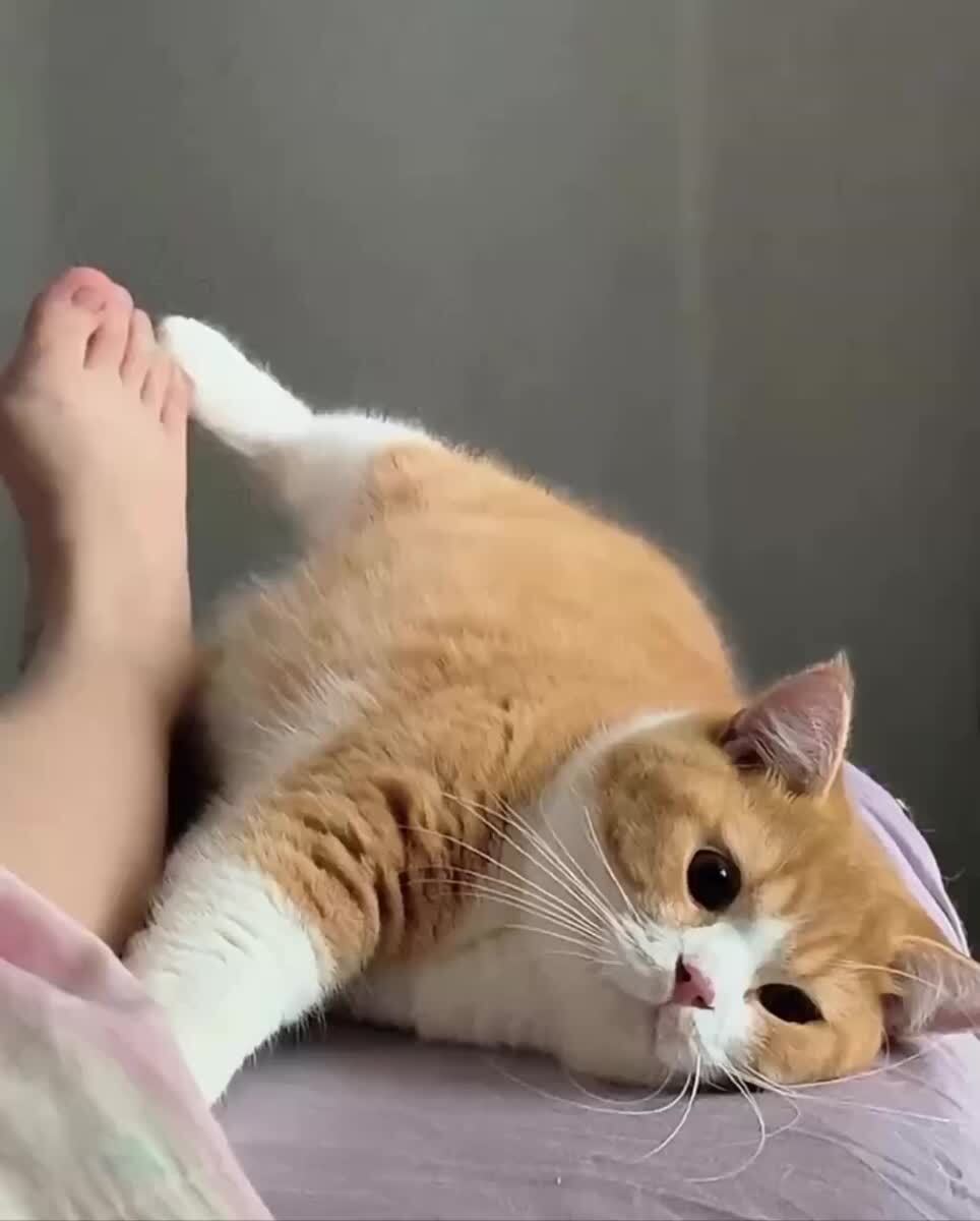 Лапковый беспредел👀♥️ шерстяные проказники