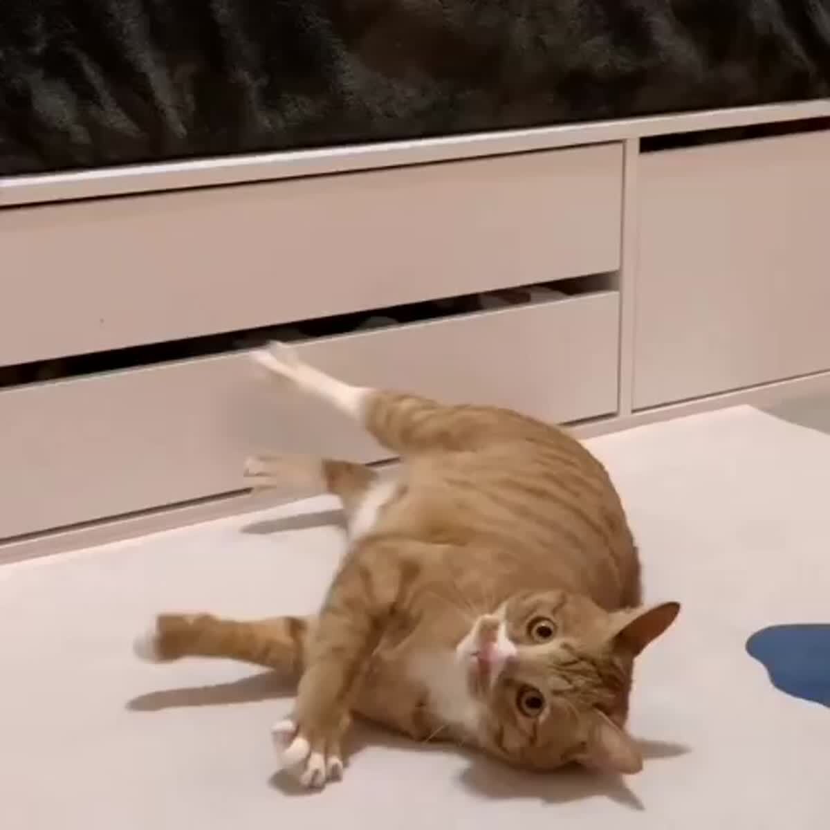 Это не кот, это артист!