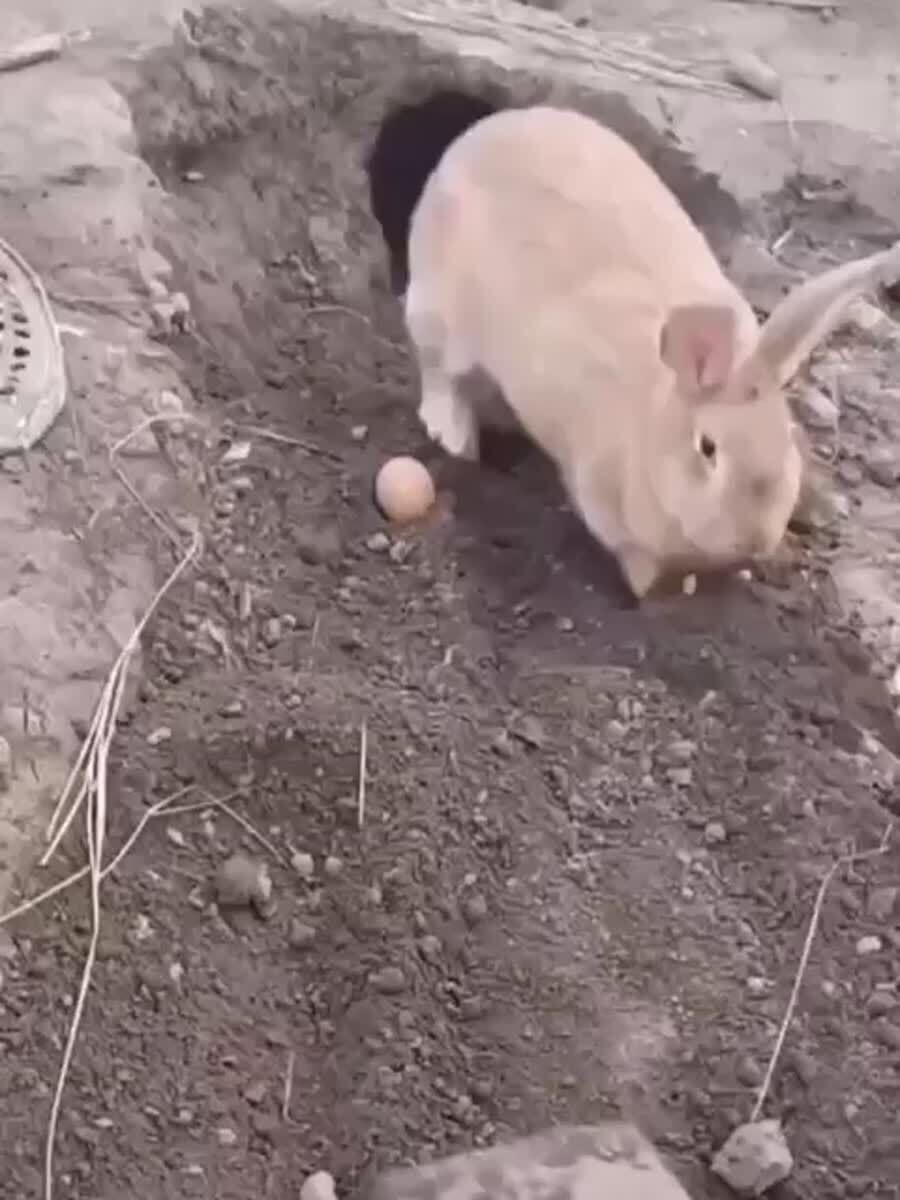 Иди отсюда со своей лопатой!