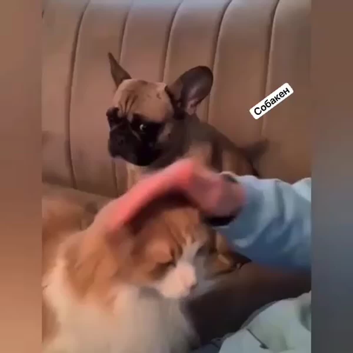 А как же я, человек?Я же лучше кота, это точно!