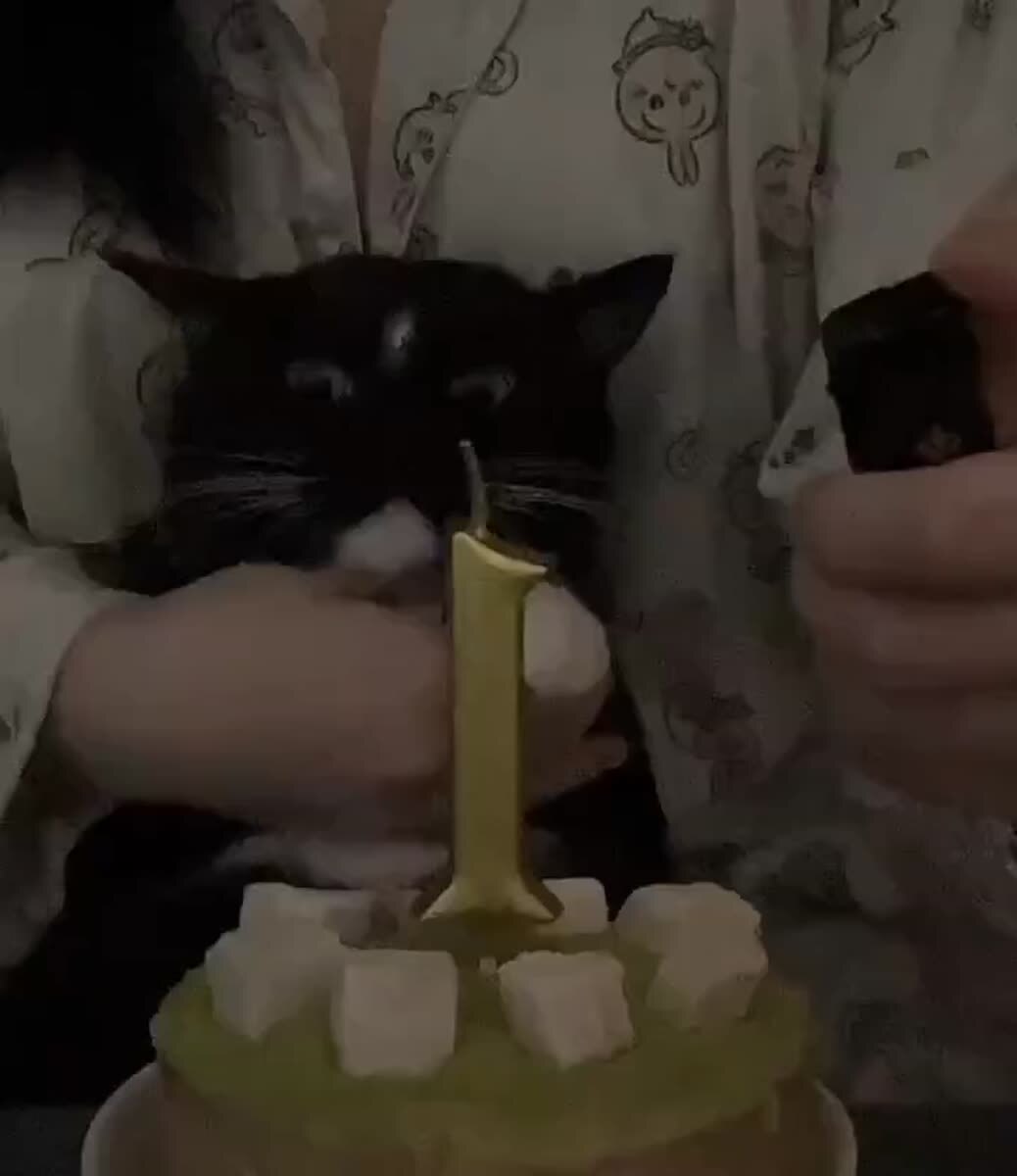 Кот максимально ёмко выразил своё отношение к праздникам😂♥️ шерстяные проказники