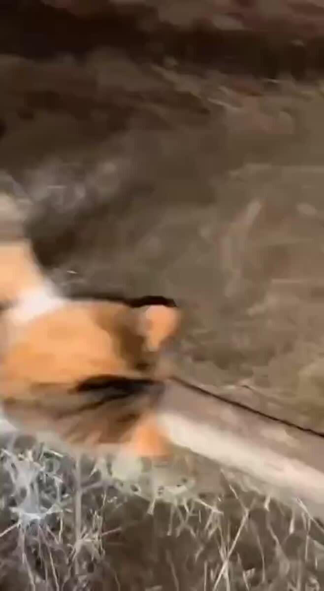 Отжала детей😂♥️ шерстяные проказники